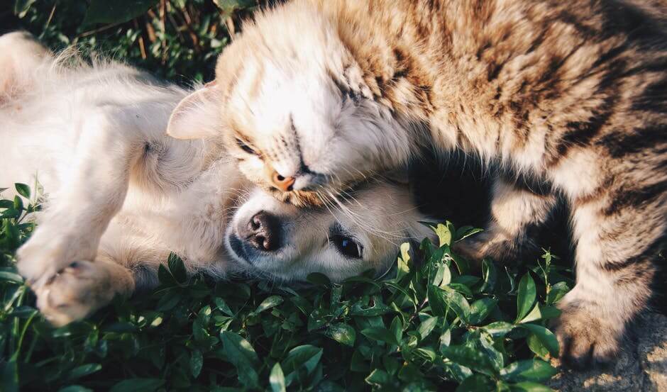 Cleaning Pet Hair from Your Home MagiCleanMaid